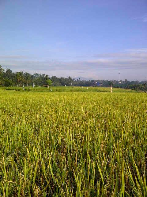 Villa Anandani Ubud Esterno foto